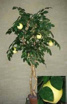 64 inch Artificial Silk Pear Tree w Pears Custom Made on Natural Wood