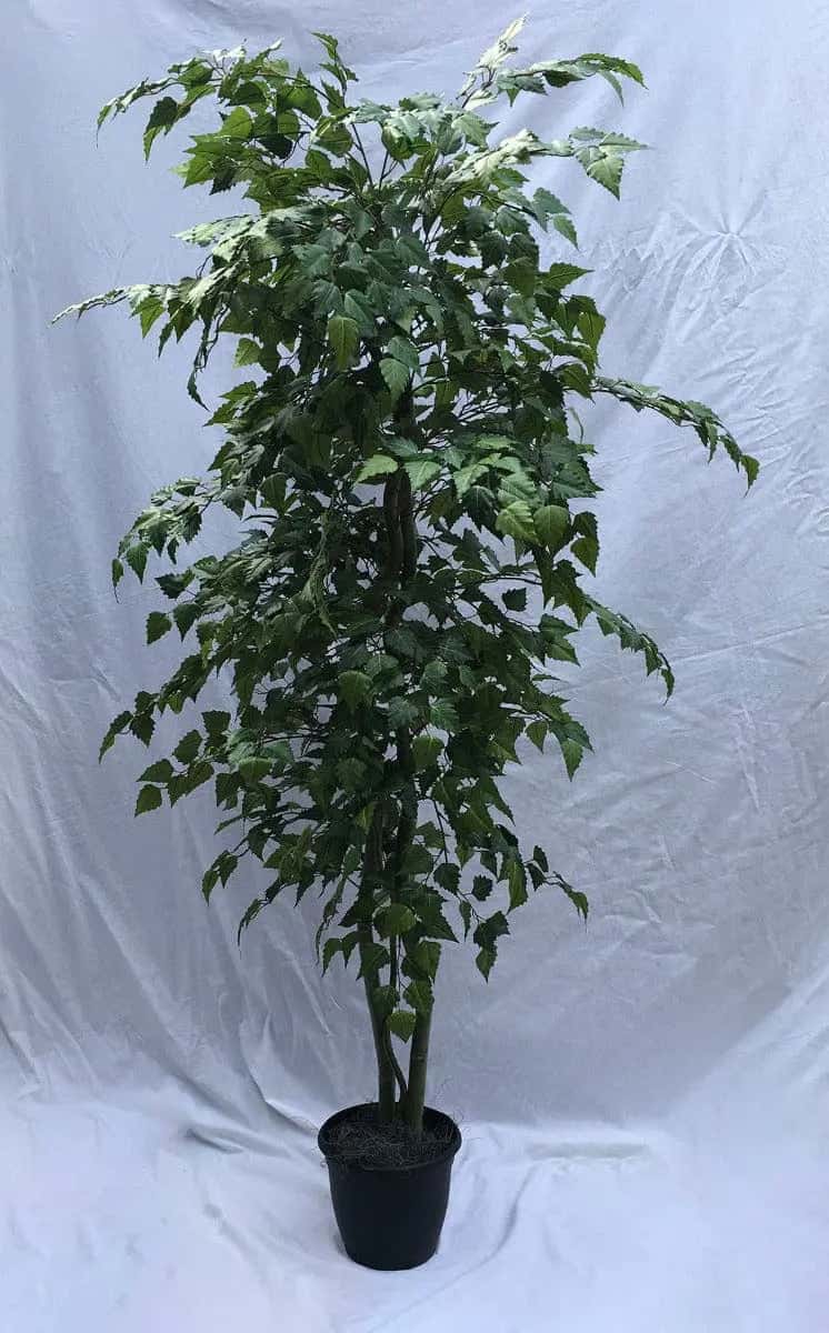 7 Foot Artificial Silk Birch Tree on Natural Wood Silk Plants Canada