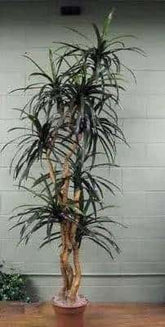 7 Foot Artificial Dragon Tree - Realistic Dracaena on Natural Wood - Canada