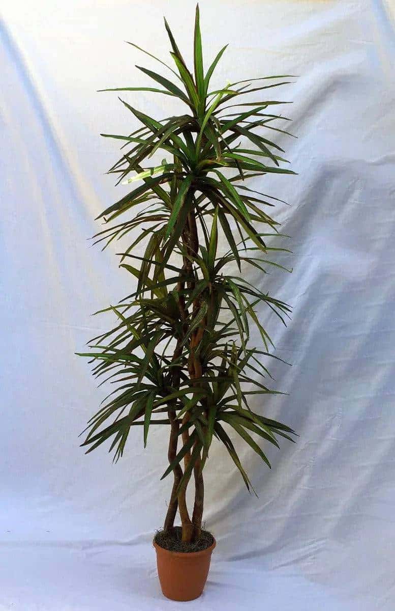 7 Foot Artificial Silk Dragon Tree on Natural Wood Silk Plants Canada