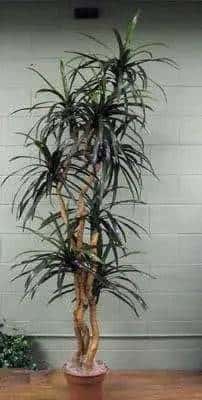 8 Foot Artificial Silk Dragon Tree on Natural Wood Silk Plants Canada