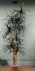8 Foot Artificial Silk Dragon Tree on Natural Wood Silk Plants Canada