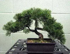 9 inch Artificial PVC Cedar Bonsai in Deco Container