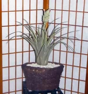 Artificial PVC Tillandansia Plant Silk Plants Canada