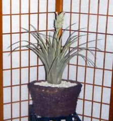 Artificial PVC Tillandansia Plant Silk Plants Canada