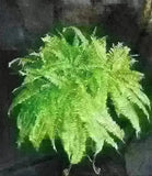 Artificial Silk Boston Fern x 3 Plant Per Pot | Silk Plants Canada