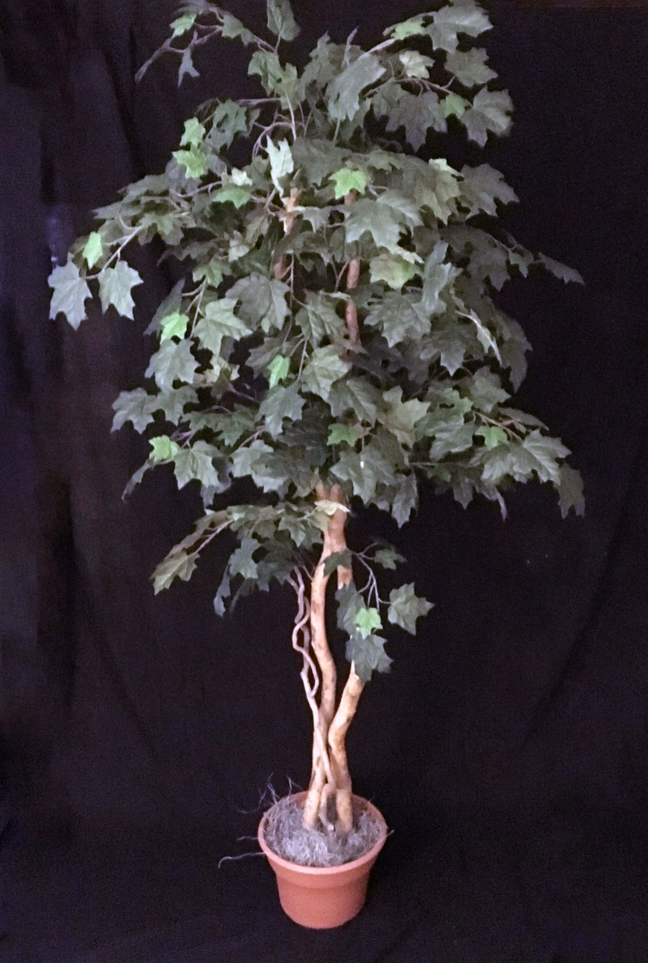 Artificial Silk Canadian Maple Tree on Natural Wood