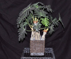 19 inch Artificial Silk Philodendron Plant in Rattan Container