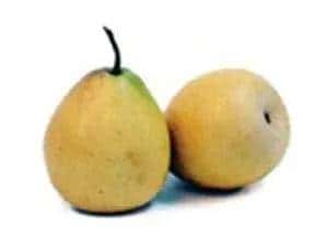 Artificial Decorative Pear Fruit in Yellow