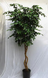 8 Foot Artificial Silk Birch Tree Custom Made on Natural Wood for Home or Office - Silk Plants Canada