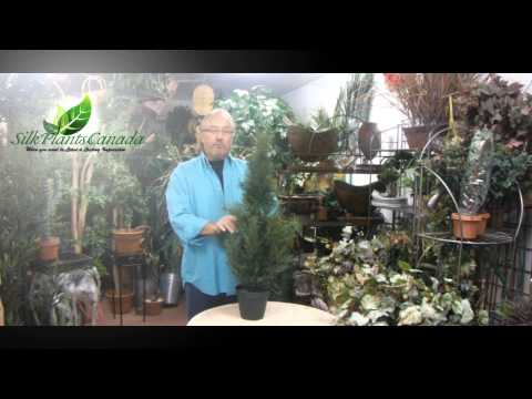 Video on how to set up our cedars.