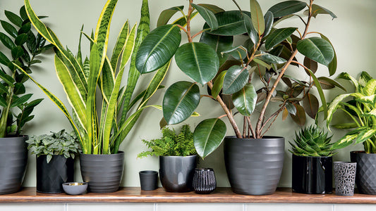Artificial Plants vs Real Plants: Pros, Cons & Cost Comparison