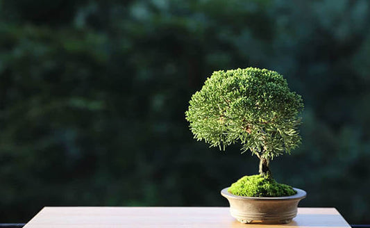 Why Artificial Bonsai Plants Are Popular in Urban Homes