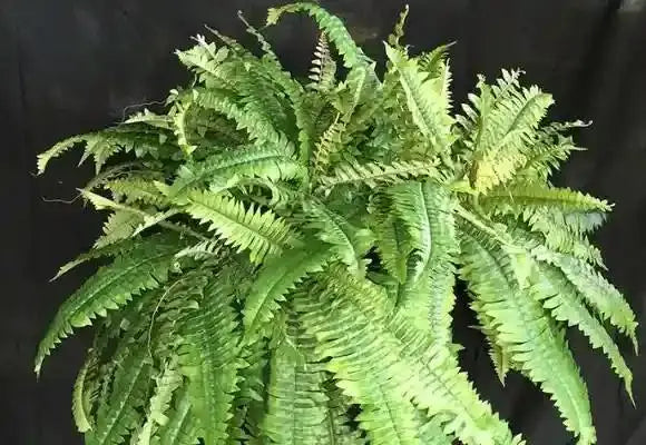 Artificial Ferns and Faux Ferns for Home or Office