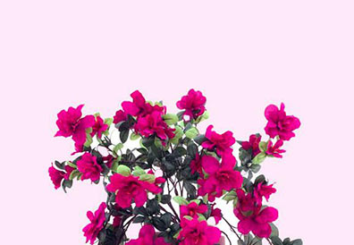 Artificial Flowering and Silk Flowering for Indoor and Outdoor