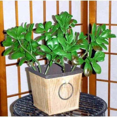 12 inch Artificial PVC Jade Plant for Home or Office
