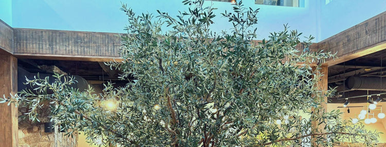 16 Foot Custom Made Olive Tree  Close Up  for Olympia Restaurant, Kelowna, BC Canada