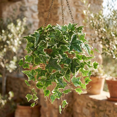 19 inch Artificial English Ivy Bush UV Protected in a hanging basket with chain