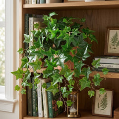 20 inch Artificial Silk UV protected English Ivy sitting inside a bookshelf