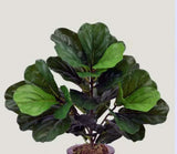 22 inch Artificial Silk Fiddle Leaf Fig with Real Touch Leaves-Plant Silk Plants Canada