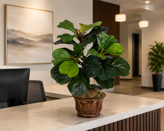 22 Inch Artificial Silk Fiddle Leaf Fig Plant displayed on a professional office reception counter