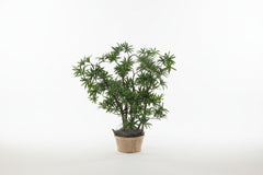 28 inch artificial silk pittosporum plant on natural wood topical view