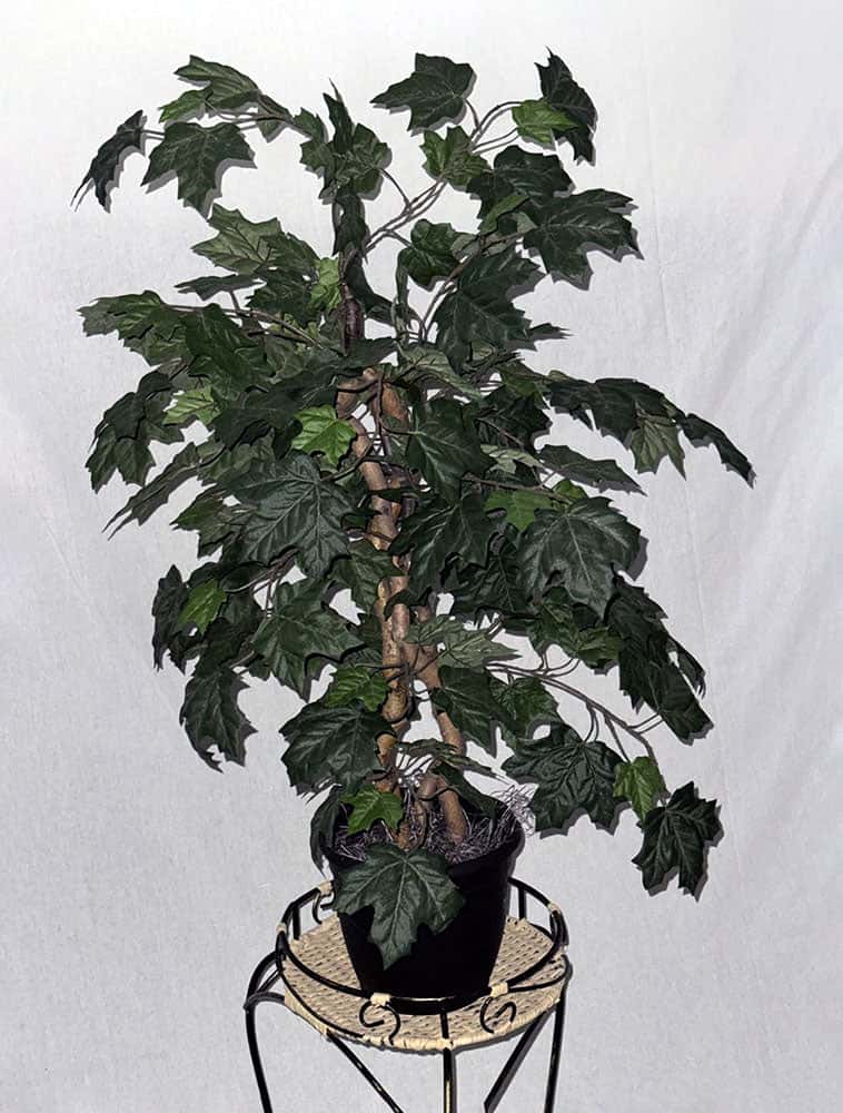 35" Canadian Maple Tree Custom Made on Natural Wood