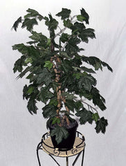 35" Canadian Maple Tree Custom Made on Natural Wood