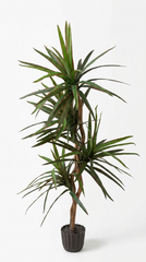 5 Foot Artificial Silk Dragon Tree Custom Made on Natural Wood