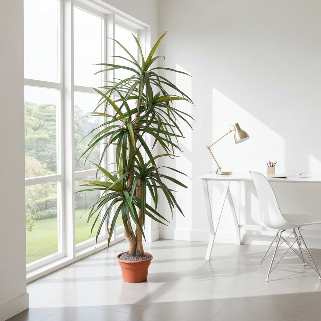 6 Foot Artificial Dragon Tree in a Bright Modern Living Room