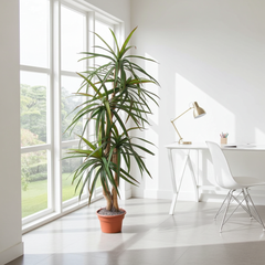 6 Foot Artificial Dragon Tree in a Bright Modern Living Room