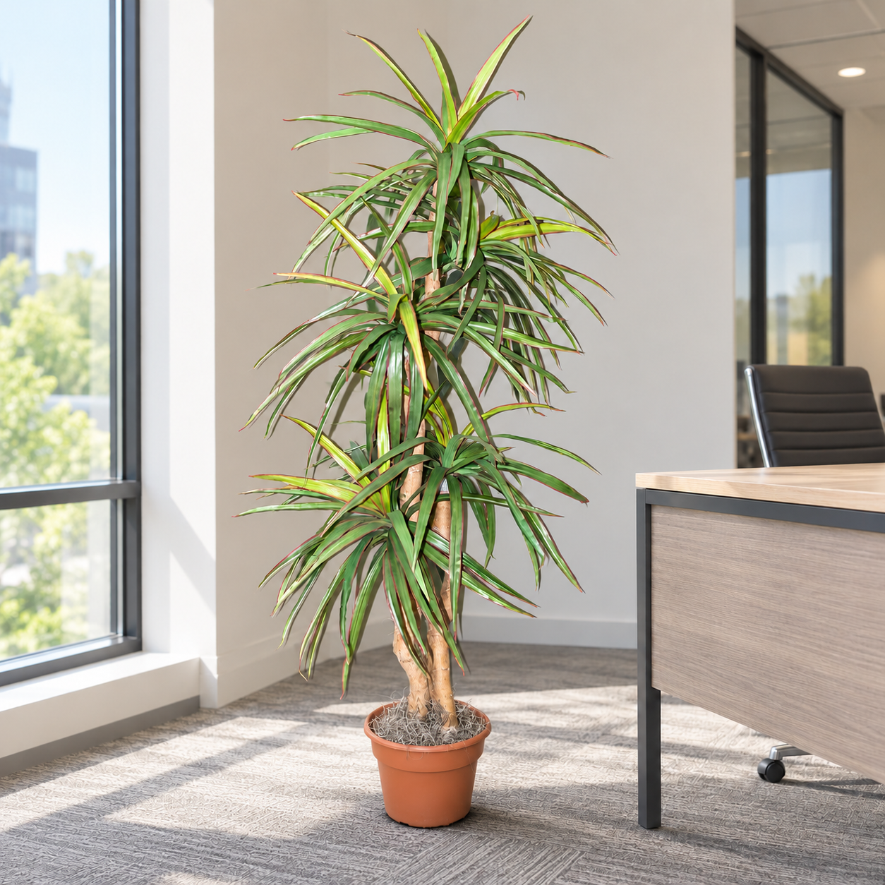 6 Foot Artificial Silk Dragon Tree on Natural Wood in a bright commercial office, displayed in its original grower's container.