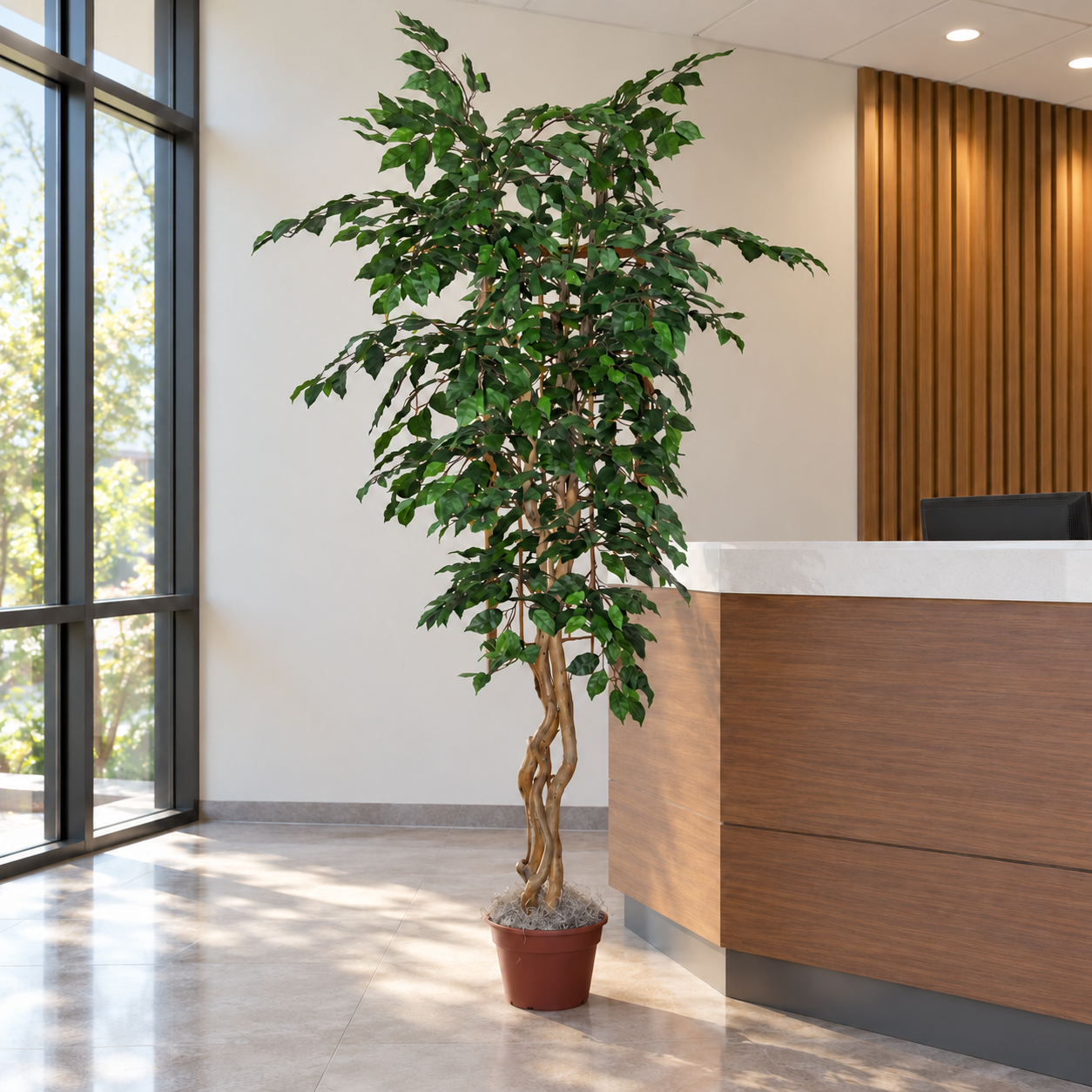 7 Foot Artificial Silk Fig Tree on Natural Wood in a modern office reception, displayed in its original grower's container.