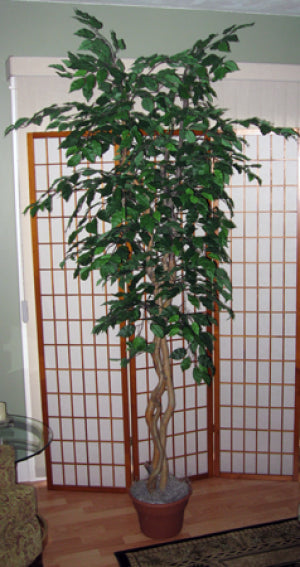 7 Foot Artificial Silk Fig Tree on Natural Wood with green leaves