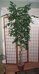 7 Foot Artificial Silk Fig Tree on Natural Wood with green leaves