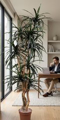 7 foot artificial silk dragon tree custom made in a male office setting