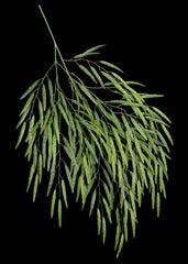 Artificial Silk Weeping Willow Branch Deluxe (Set of 12)