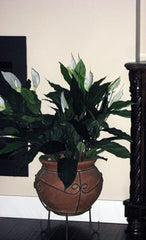 Artificial Silk Peace Lily or Spath in a decorative ceramic pot in a master bedroom