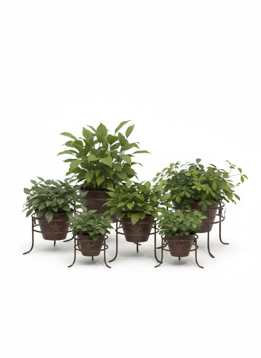 small and large metal star 2 ring plant holders all displaying plants
