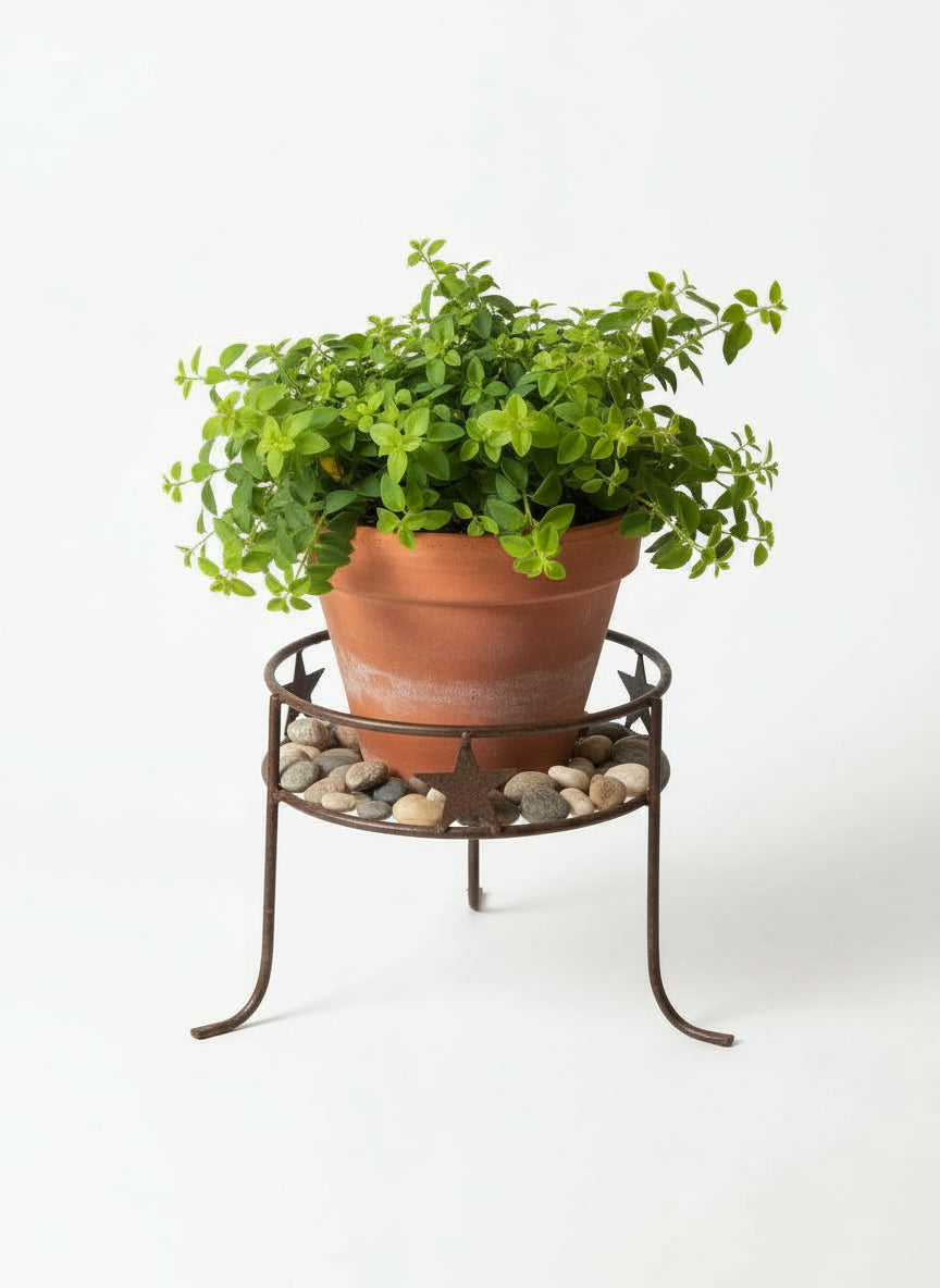 small metal star 2 ring plant holders all displaying plant