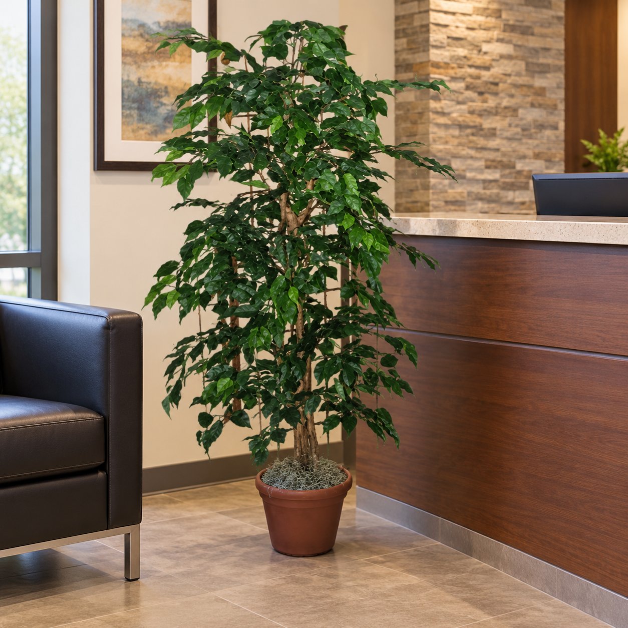 4 Foot Artificial Silk Ficus Bush Custom Made on Natural Wood in an office reception, in its included grower’s pot.