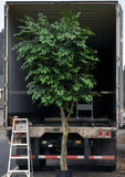 Artificial Trees-10 Foot Artificial Silk Silver Birch Tree Custom Made on Natural Wood-Silk Plants Canada
