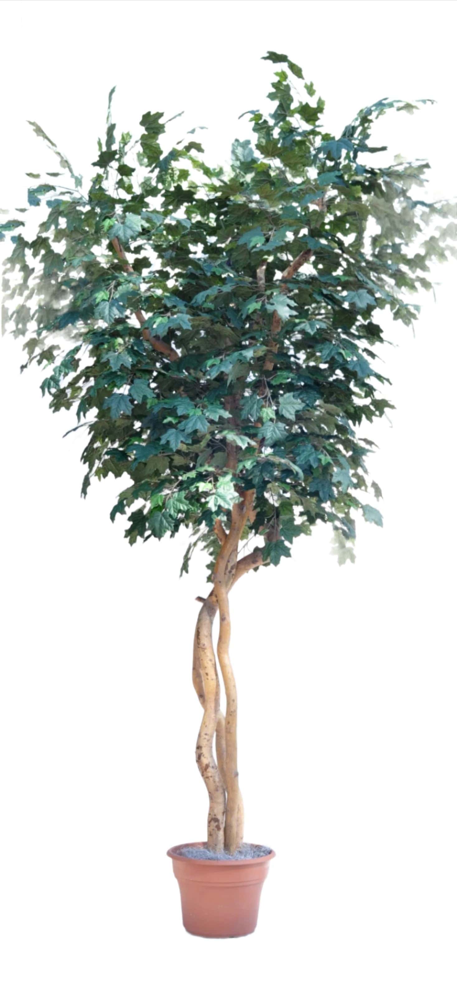 10 Foot Artificial Silk Canadian Maple Tree Made on Natural Wood