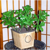 Artificial Flora-12 inch Artificial PVC Jade Plant for Home or Office-Silk Plants Canada
