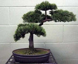 16 inch Artificial PVC Cedar Bonsai in a deco container Silk Plants Canada