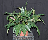 18 inch Artificial Silk Aglaonema Bush Plant Green
