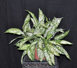 18 inch Artificial Silk Aglaonema Silver Queen Bush Silk Plants Canada