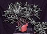 19 inch Artificial PVC Finger Aralia Bush Silk Plants Canada