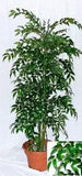 3 Foot Artificial Silk Smilax Tree  on Natural Wood Special Silk Plants Canada