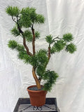 30 inch Artificial PVC Podocarpus Plant Custom Made on Natural Wood